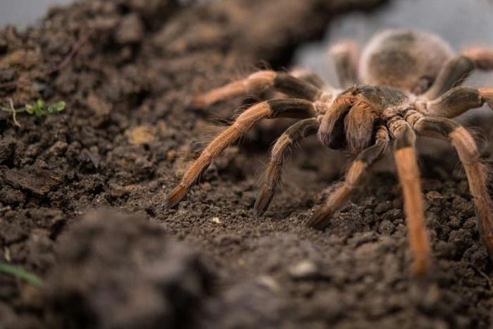 A man attempted to carry a bag containing 38 adult and some 50 young tarantula spiders, as well as dozens of egg-filled cocoons, through the airport at Cayenne, the capital of French Guiana