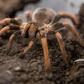 A man attempted to carry a bag containing 38 adult and some 50 young tarantula spiders, as well as dozens of egg-filled cocoons, through the airport at Cayenne, the capital of French Guiana