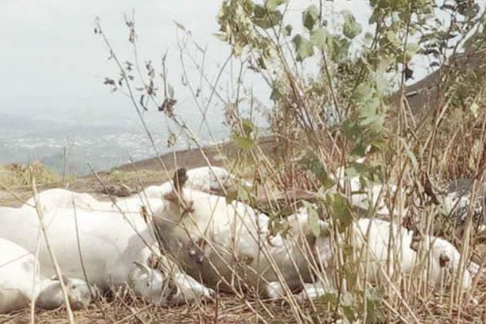 The were struck dead by lightening after they were led to a sacred hill to graze in Ondo State. (Punch)