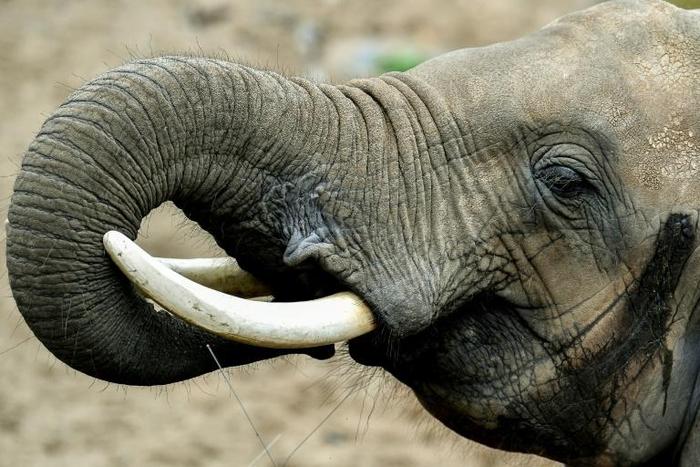 Global trade in elephant ivory has largely been outlawed since 1989 after the number of the giant mammal plunged