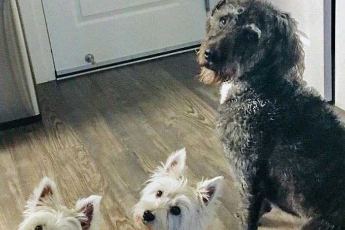 Poisonous Algae Is Killing Frolicking Dogs