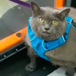 Cinderblock the Obese Cat Starts Fitness Journey