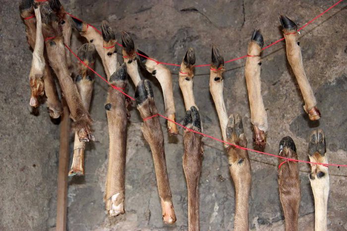 What Was Kept in This Stone Age Meat Locker? Bone Marrow