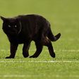 This Black Cat Starred on Monday Night Football