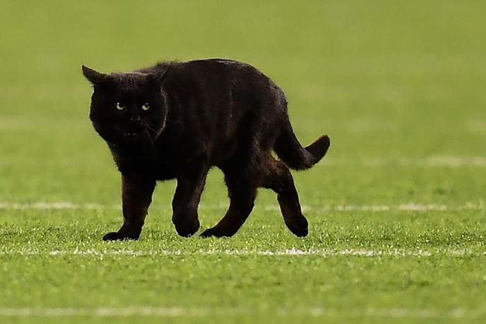 This Black Cat Starred on Monday Night Football