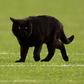 This Black Cat Starred on Monday Night Football