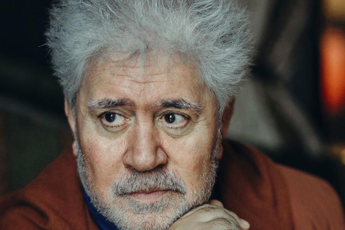 Sometimes It Hurts to Be Pedro Almodóvar