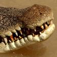 Saltwater crocodiles, common in northern Australia, can grow up to seven metres long and weigh more than a tonne