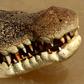 Saltwater crocodiles, common in northern Australia, can grow up to seven metres long and weigh more than a tonne