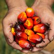 Here’s the full story on this controversial ingredient, palm oil [Credit: National Geographic]