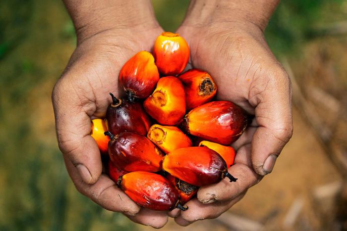 Here’s the full story on this controversial ingredient, palm oil [Credit: National Geographic]