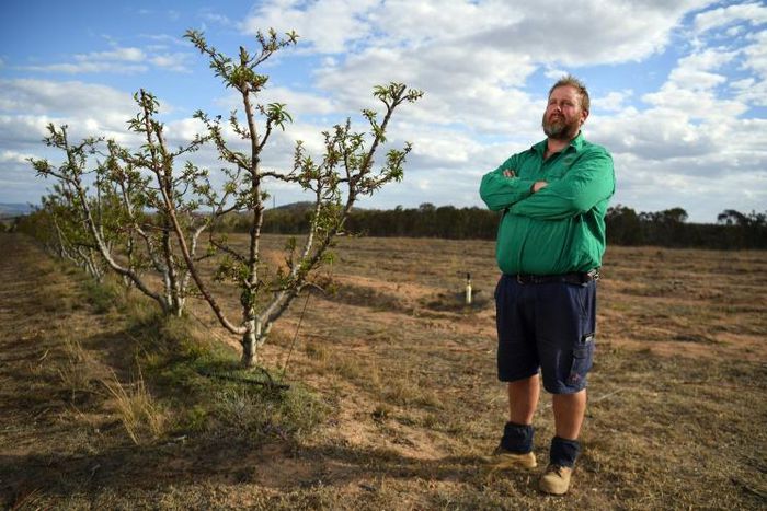 Angus Ferrier stands by his few remaining citrus trees at his drought-hit orchard Stanthorpe, regional Queensland