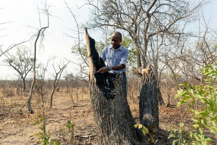 Forestry officer Best Muchenje inspects a mopani tree which loggers felled to provide fuel