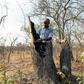 Forestry officer Best Muchenje inspects a mopani tree which loggers felled to provide fuel