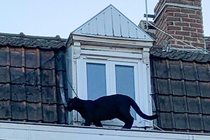 A black panther rescued from rooftops near the northern city of Lille last week has been stolen from the zoo where it was taken after capture