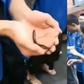 Chinese company makes employees eat raw fish, drink chicken blood for not meeting sales targets (video)