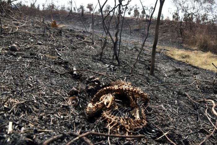 This snake could not escape the flames of a fire in the Otuquis National Park in eastern Bolivia