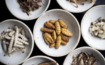 Hardship: Eat cheaper proteins like insects, frogs if you can’t afford chicken - Experts