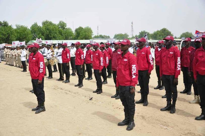 NDLEA Salary Structure 2025: Full Breakdown from ₦70k to ₦850k