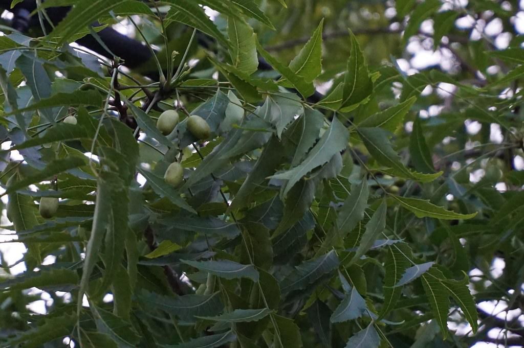 10 safe and natural ways to get rid of annoying cockroaches at home