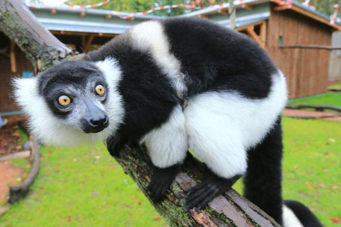 Ruffed lemurs could lose more than 90 percent of their habitat within 50 years as a result of global warming and habitat loss