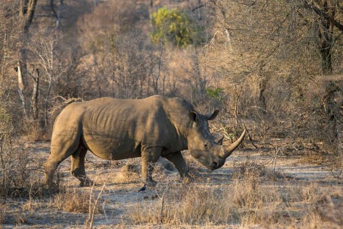 A white rhino in South Africa's  Kruger National Park, home to 80 percent of the world's rhino population and an epicentre for poachers seeking rhino horn