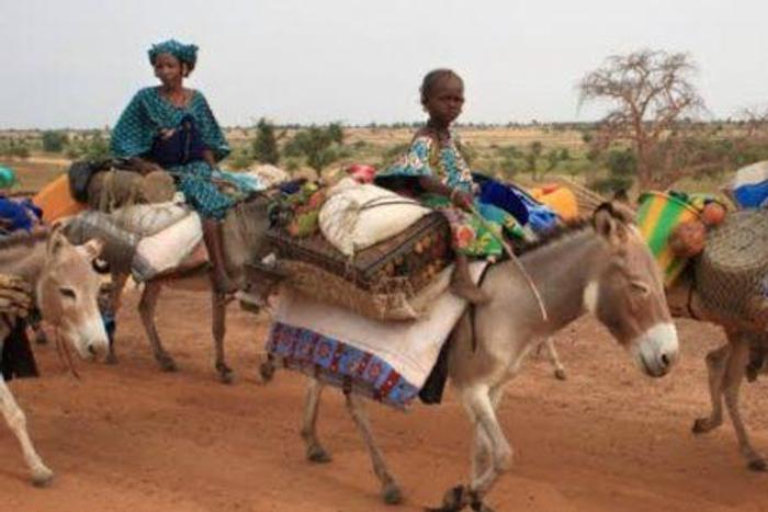 Bauchi communities where pregnant women, sick people are taken to hospitals on donkeys./Illustration. [dailytimes]