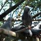 A new study has found that African grey parrots volunteer assistance to both their good friends and mere acquaintances -- even when there is no expectation of personal gain