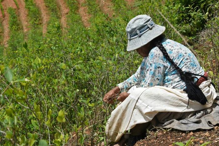 Traditional coca farmer Gladys de Quispe at work in her fields in Cruz Loma, in December 2019