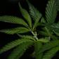 Cannabis grows easily in Senegal's tropical climate, which makes it a tempting crop for impoverished farmers
