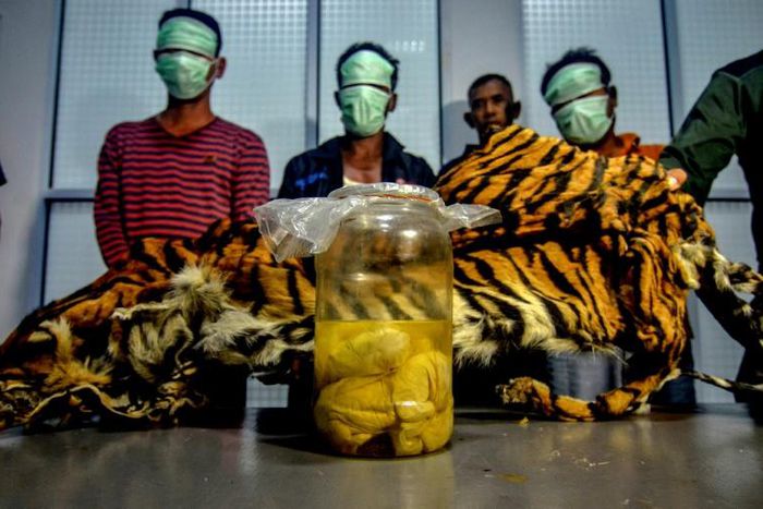 The suspected poachers may have been planning to sell the tiger skin to a foreign collector, authorities said