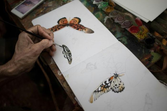 Brush strokes: The expedition's draftsman draws an African giant swallowtail and other species