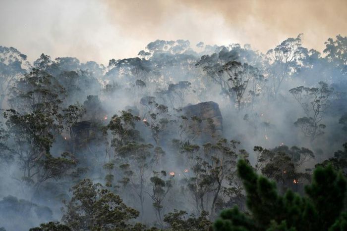 The devastating fires have focused attention on climate change, with scientists saying the blazes have come earlier and with more intensity than usual due to global warming and a prolonged drought