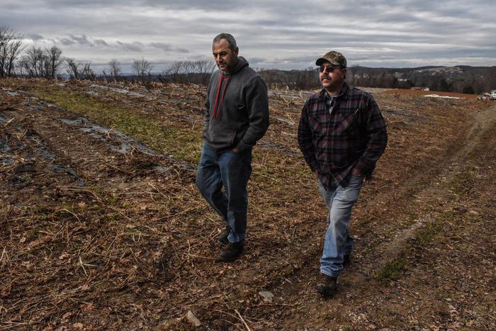 Hemp or Pot Farm? Police and Thieves Can't Always Tell