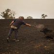 In Australia, hundreds of millions of animals feared dead in fires
