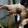 Even though their scales have been scientifically proven to be medicinally useless, the pangolin has become the world's most trafficked animal