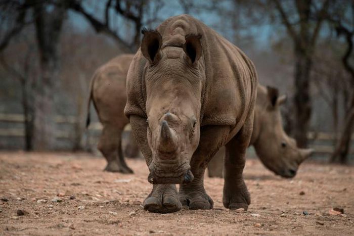 There are fewer than 25,000 rhinos left in the wild in Africa due to a surge in poaching