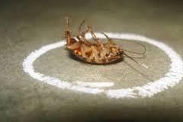 10 safe and natural ways to get rid of annoying cockroaches at home