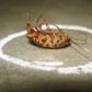 10 safe and natural ways to get rid of annoying cockroaches at home