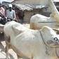 Reducing high mortality in Bauchi State via Hard To Reach programme
