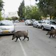 Dozens of wild boars have taken up residence in northern Israel's coastal city of Haifa since the city banned culling them