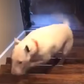 Dog Flies Down Flight Of Stairs On TikTok