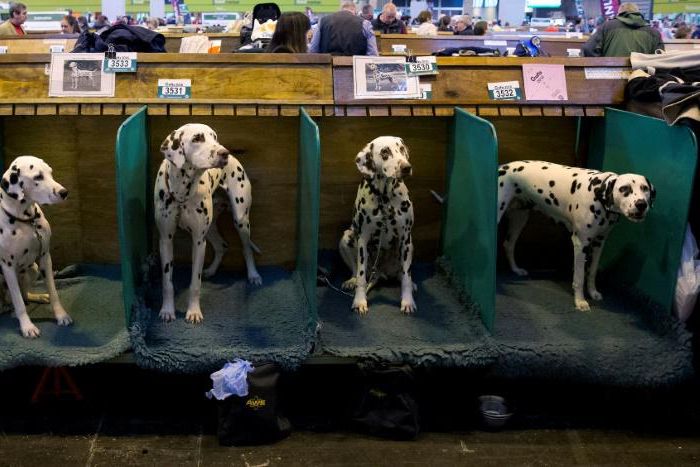 Dalmatians are one of Croatia's most universally known and beloved exports