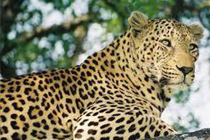 Wild leopard kills two-year-old boy in Nepal. [g9ija]