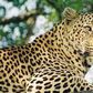 Wild leopard kills two-year-old boy in Nepal. [g9ija]