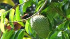 soursop leaves