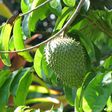 soursop leaves