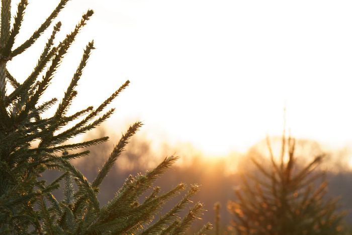 Where Have All the Christmas Tree Farms Gone?