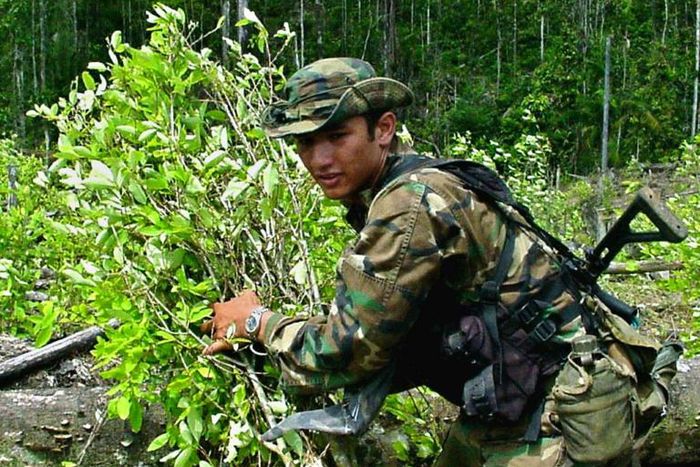 A Colombian anti-narcotics soldier removes bushes of coca leaf in Barbacoas, southern Colombia, in 2001