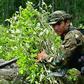 A Colombian anti-narcotics soldier removes bushes of coca leaf in Barbacoas, southern Colombia, in 2001